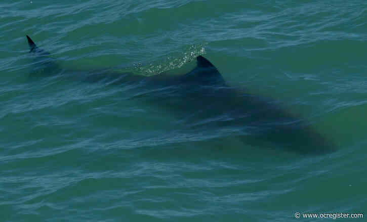 Aggressive shark bumps surfer off board, prompts San Clemente ocean closure