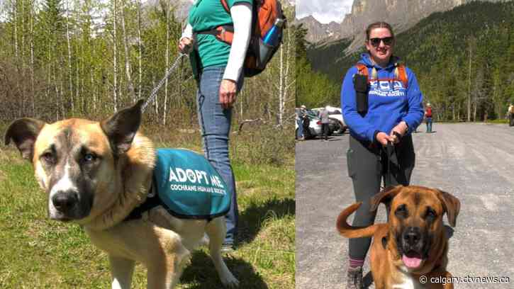Hiking with Hounds program takes Cochrane foster dogs to the trails