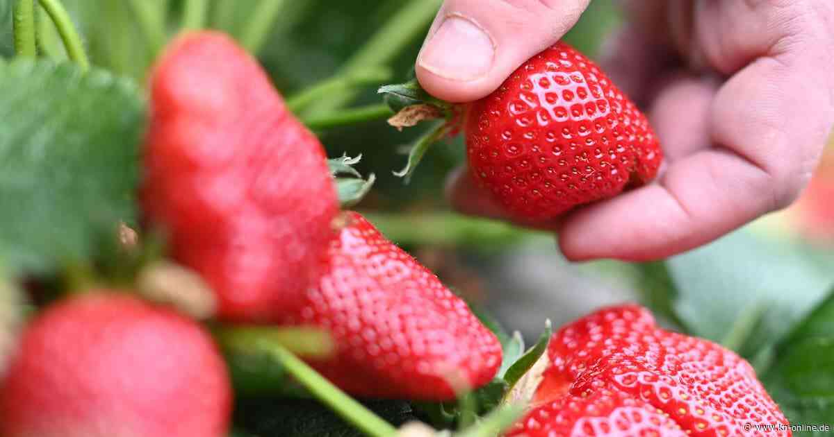 Erdbeerdiebe erbeuten Obst im Wert von mehreren Tausend Euro