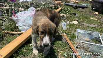 Dog emerges from debris from Saturday's deadly EF-2 tornado in Texas