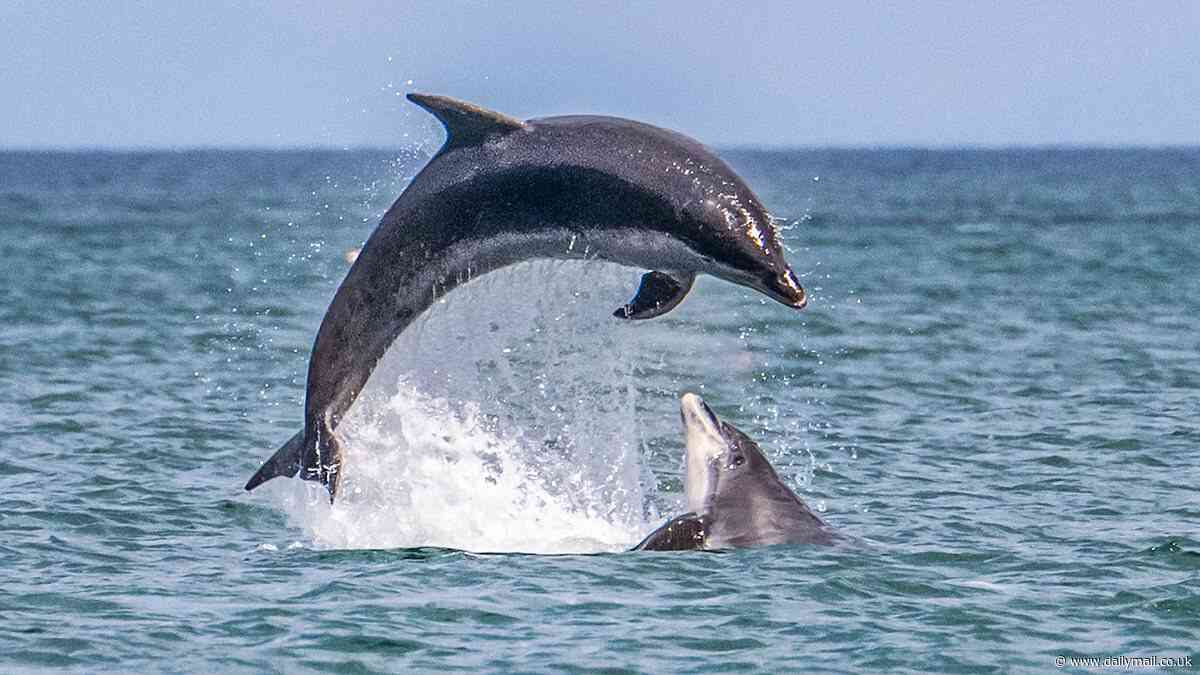 Moment pod of Bottlenose Dolphins put on cute display in front of bank holiday weekend tourists on the Welsh coast