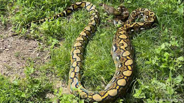 Houma man finds 12-foot python in backyard