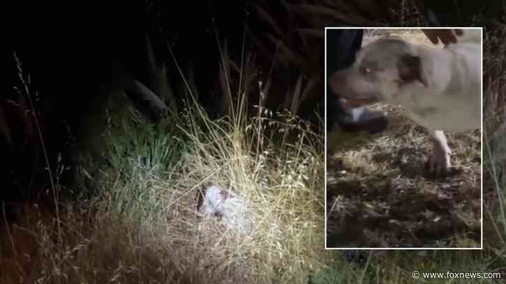 Dog rescued after being chased off 'steep cliffside' by raccoons: video