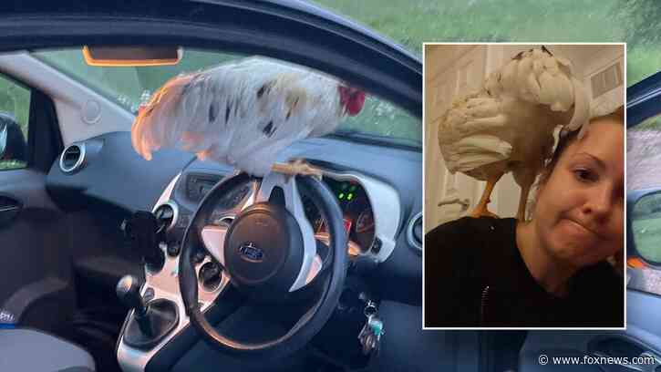 'Lovely little bird' flies right into woman's car as she's driving on a country lane