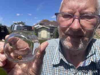 Southampton grandfather catches 'gigantic' European hornet