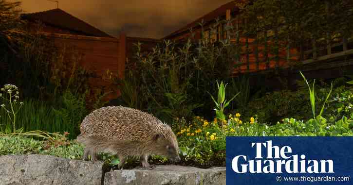 Where the wild things are: the untapped potential of our gardens, parks and balconies