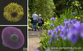 Pollen is 'amazing', say researchers at the University of York
