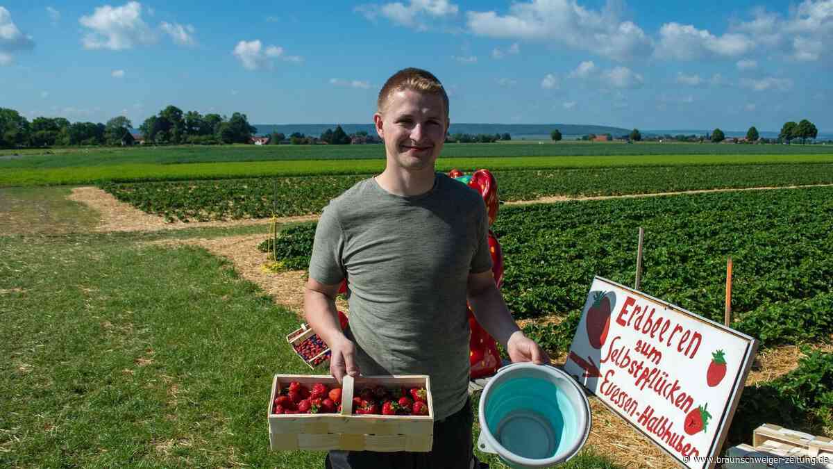 Erdbeerfelder in Wolfenbüttel: Hier können Sie selbst pflücken
