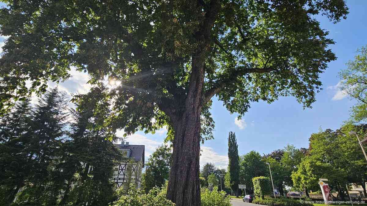 Osterode: Warum dieser 100-jährige Baum weichen muss