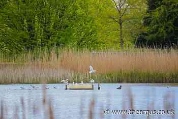 Warnham nature reserve near Horsham is home to vibrant birds