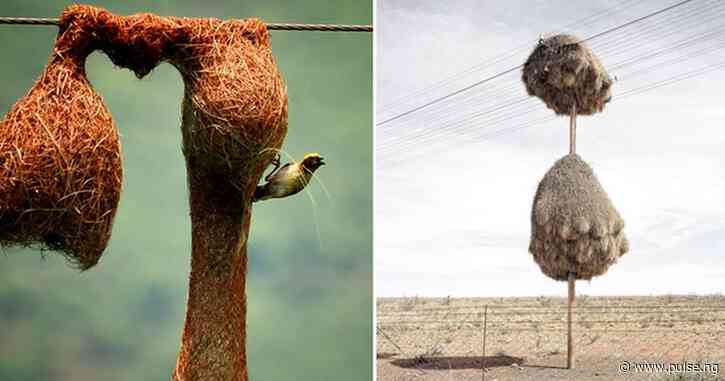 Impressive structures built by animals in the wild