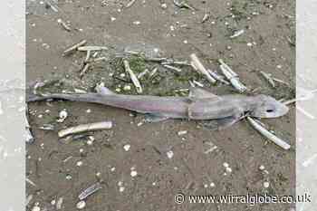 Reader's pictures show dead sharks on New Brighton beach