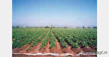 Oogst vroege aardappelen Andalusië -30%
