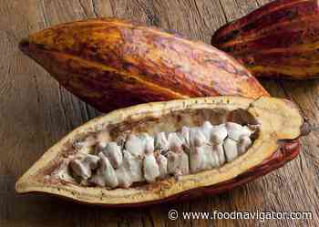 Can the whole cocoa pod be utilised when making chocolate?