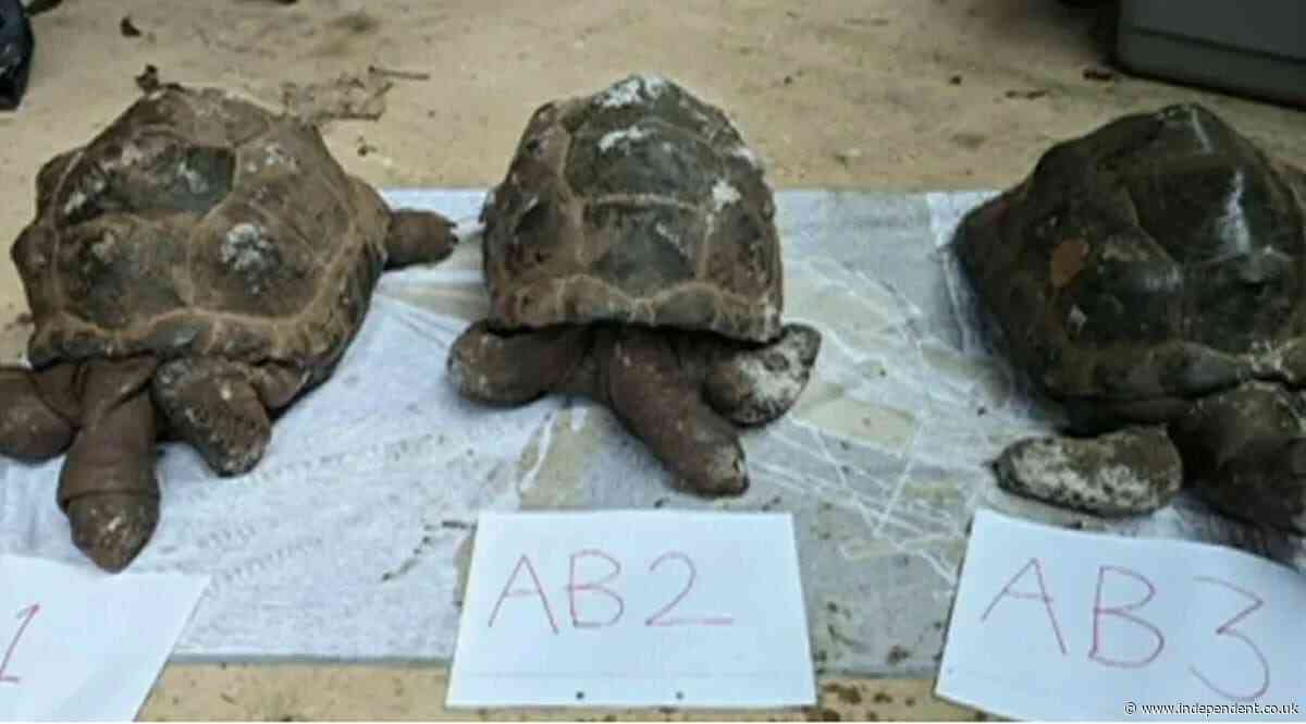 Man charged over mystery of ten giant tortoises found dead in woods