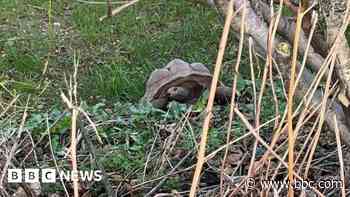 Man due to be charged over giant tortoise deaths