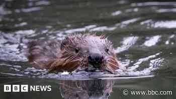 How the country's first urban beavers are faring