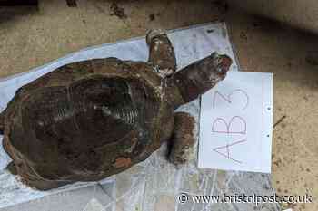 Man charged after corpses of 10 giant tortoises found dumped in woodland