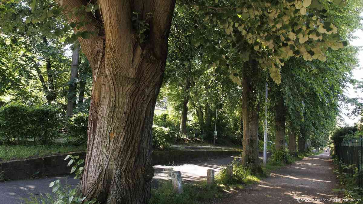 Braunschweig streitet: Was ist ein schöner Baum?