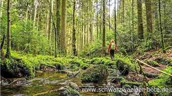 Premiumwanderwege im Nordschwarzwald: Garant für abwechslungsreiche Naturerlebnisse