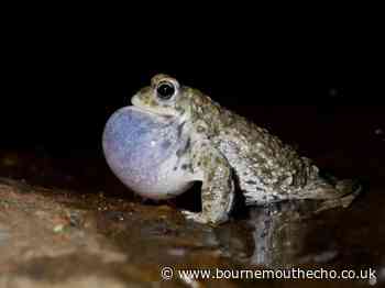 Rare amphibians to star on Springwatch at Hengistbury Head