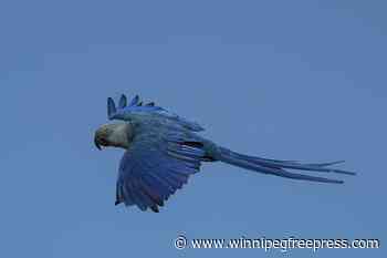 Recovery of Brazil’s Spix’s macaw, popularized in animated ‘Rio’ films, threatened by climate change
