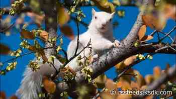 Spotting white squirrels in Missouri is more common than you'd think. Here's why