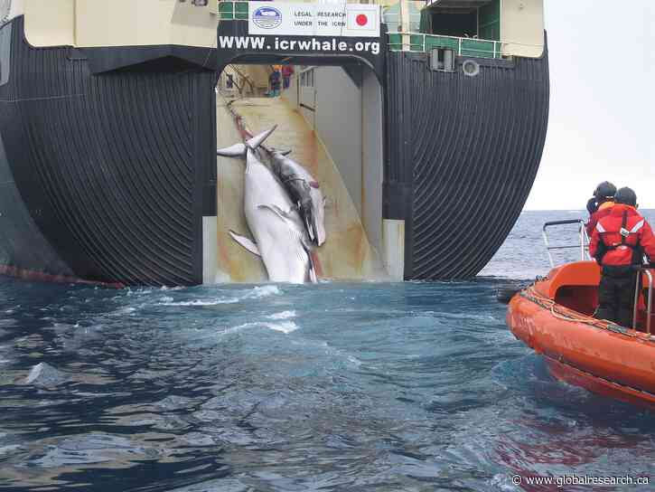 Two Extremely Rich Countries—Norway and Japan—Continue Horrible Cruelty to Whales