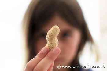 New study says feeding babies peanuts 'reduces allergy risk'