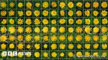 Dandelion project helps photographer with grief