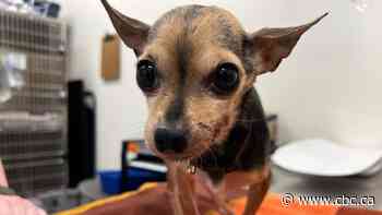 Chihuahua recovering after being found abandoned in Guelph Lake outhouse holding tank
