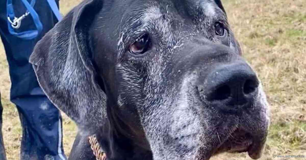 Tierheim Kronach: Hund Jasha doppelt vom Schicksal gestraft - "können uns Futter nicht mehr leisten"