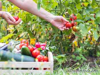 Dos and don’ts of companion planting for tomatoes