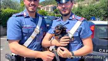Cane cade nel tombino: il cucciolo Tokyo recuperato dai carabinieri