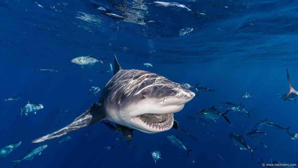 Florida was the shark-attack capital of the world in 2023