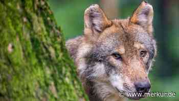 Naturschützer fordern Wolfsmanagement: Zahl nimmt „rasant“ zu – Almen nicht schützbar?