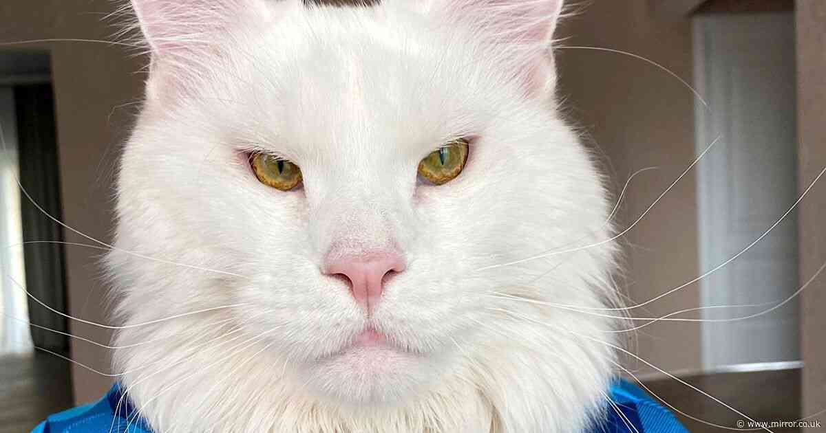 'World's biggest cat' looks 'like the Grinch' as people insist it's a different species