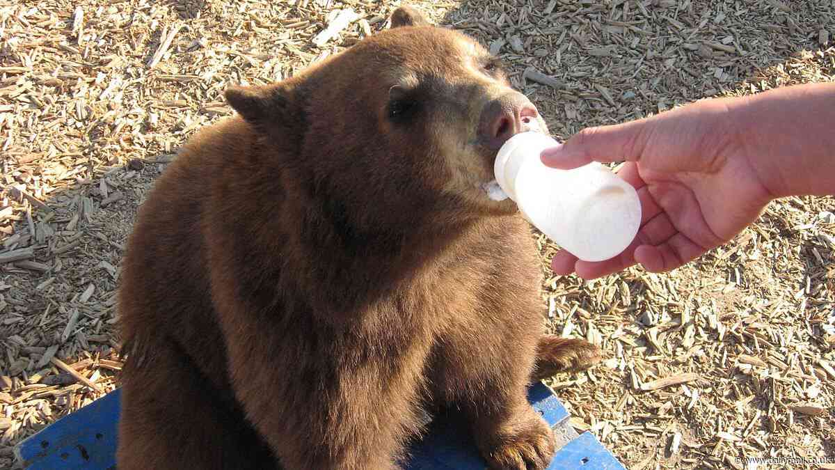 Yellowstone hit with allegations of animal abuse from group that claims its bear 'sanctuary' is not all it seems