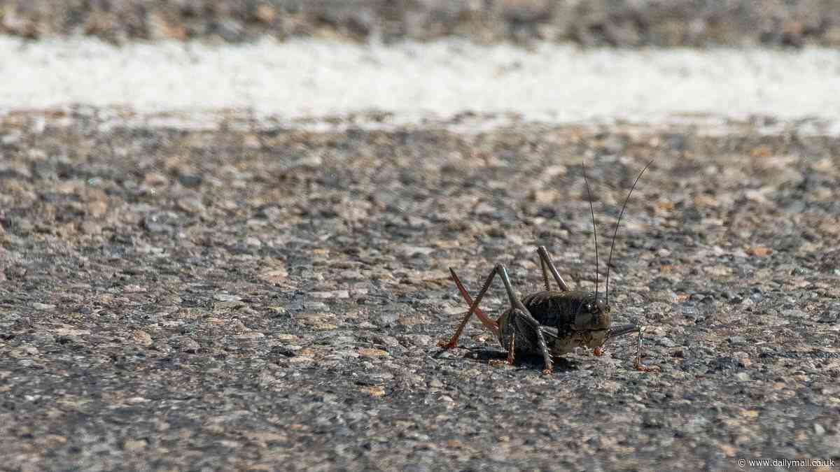 How 'Mormon cricket sludge' is causing chaos across this state with dozens of horror car crashes on roads