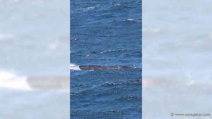 One of world’s rarest whales sighted off California coast