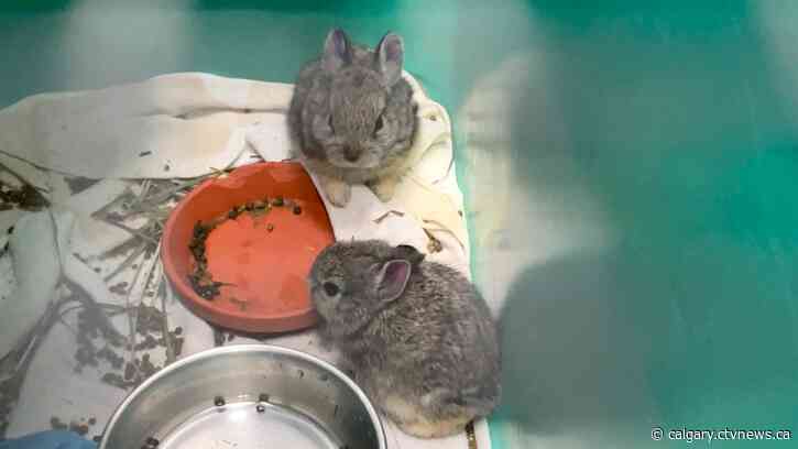Calgary Wildlife rehabilitation centre needs funds to help orphaned animals
