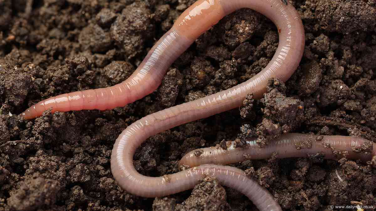Get a wiggle on to save the British earthworm! Experts plead for decisive action to save the essential creatures