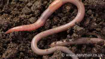 Get a wiggle on to save the British earthworm! Experts plead for decisive action to save the essential creatures