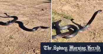 Two large snakes filmed wrestling in Melbourne