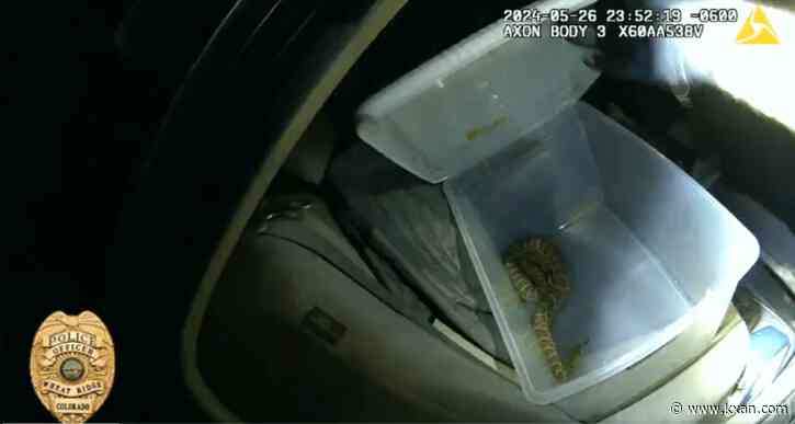 Colorado police officer finds live rattlesnake in car during drug bust