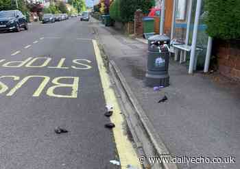 Upper Shirley road 'stinks' of dog poo as bins overflow
