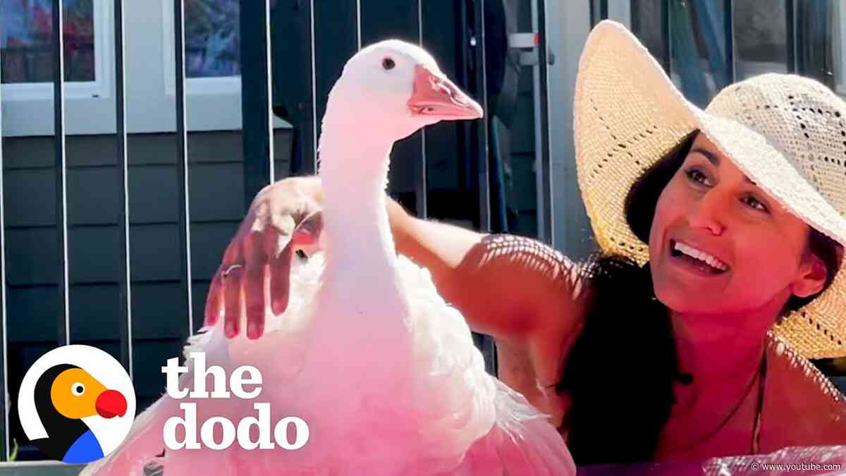 Goose And Her Human Mom Are Inseparable | The Dodo