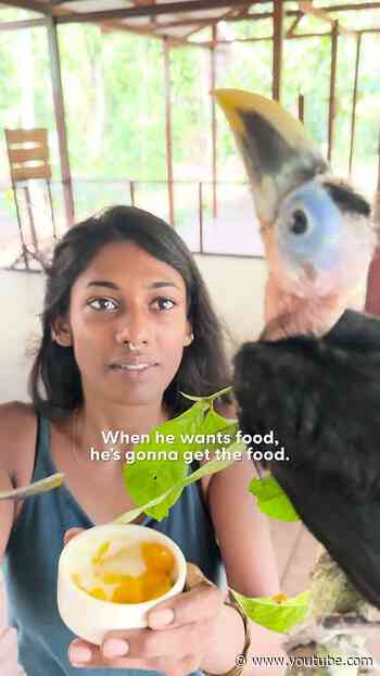 Rescued Baby Toucan Learns To Fly | The Dodo