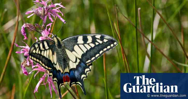 Butterflywatch: swallowtail emerges again in Norfolk despite winter floods