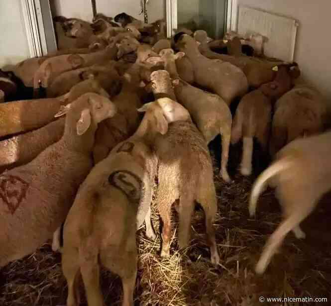"Il y aura des abattages sauvages de moutons à Nice": les fédérations musulmanes s’inquiètent pour l’Aïd